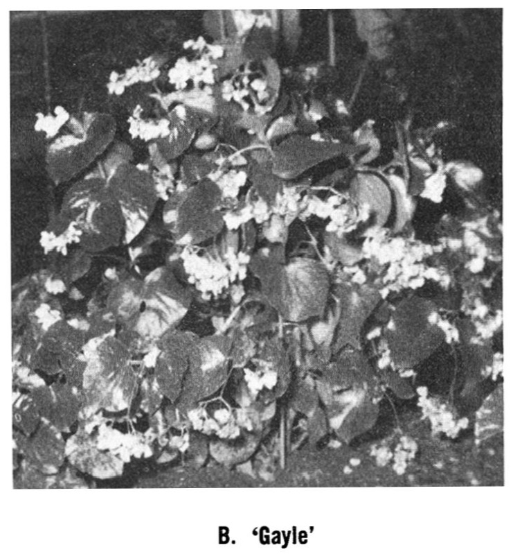 B. ‘Gayle’
